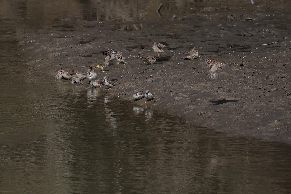 House Sparrow - ML642388218