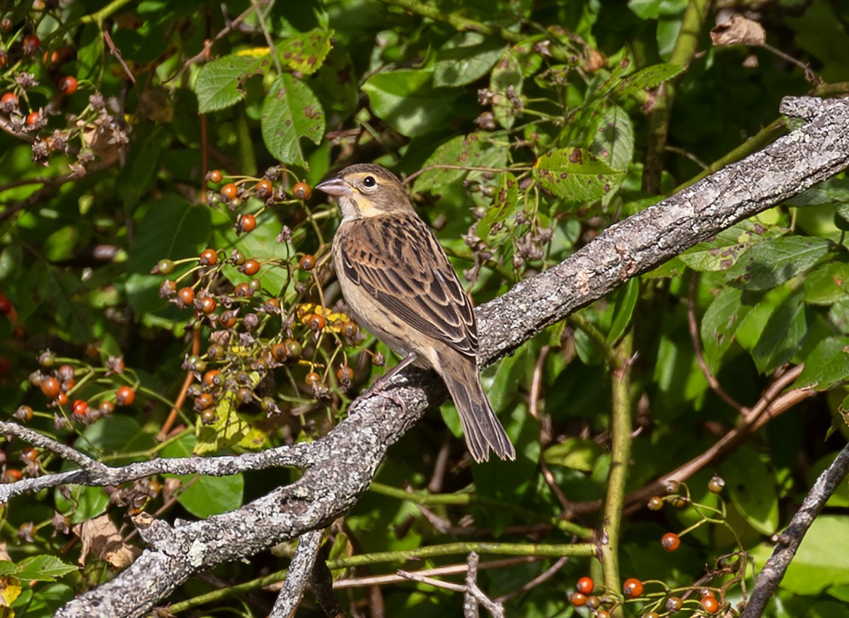Dickcissel - ML642388220