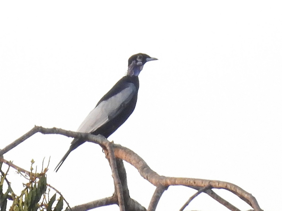 Bare-necked Fruitcrow - ML642388222