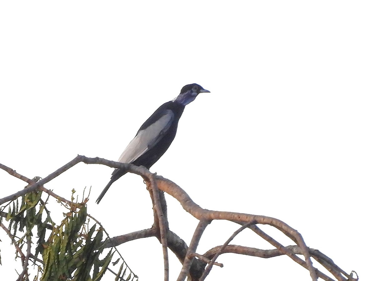 Bare-necked Fruitcrow - ML642388224