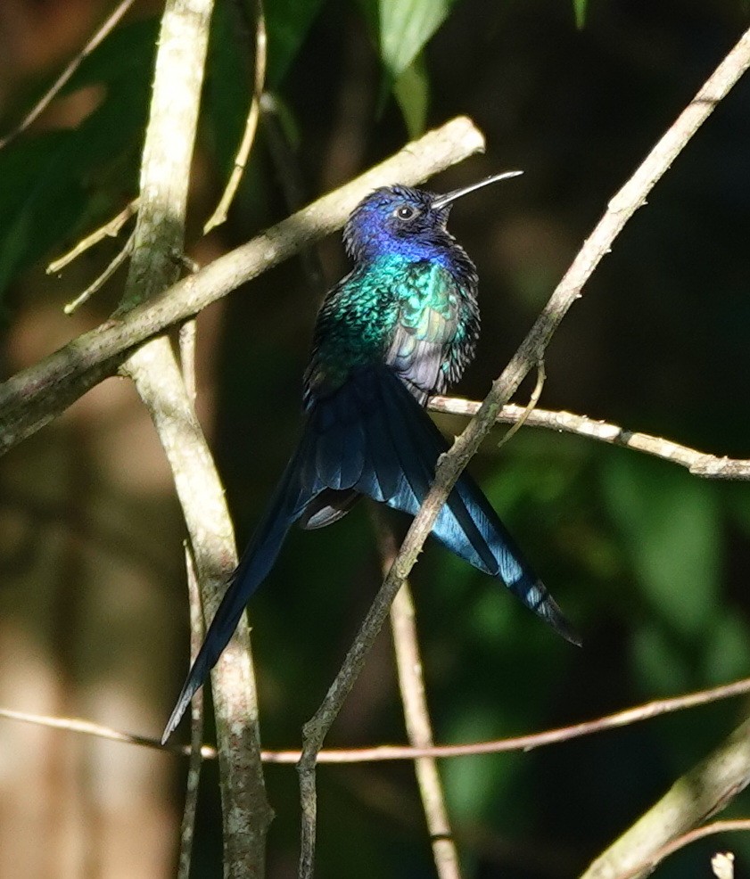 Swallow-tailed Hummingbird - ML642388225