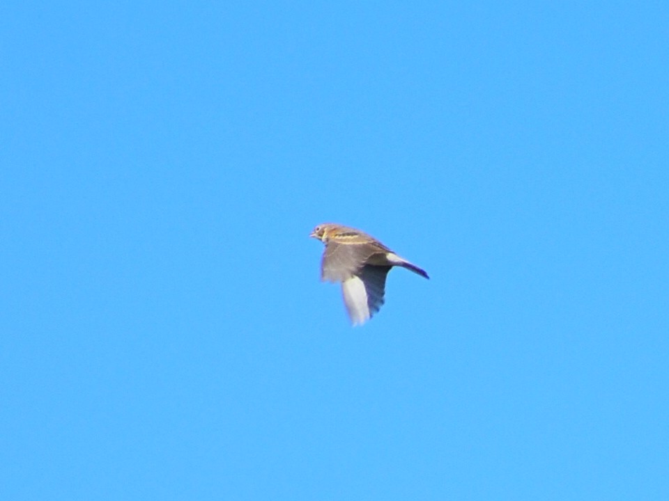Lark Sparrow - ML642388226