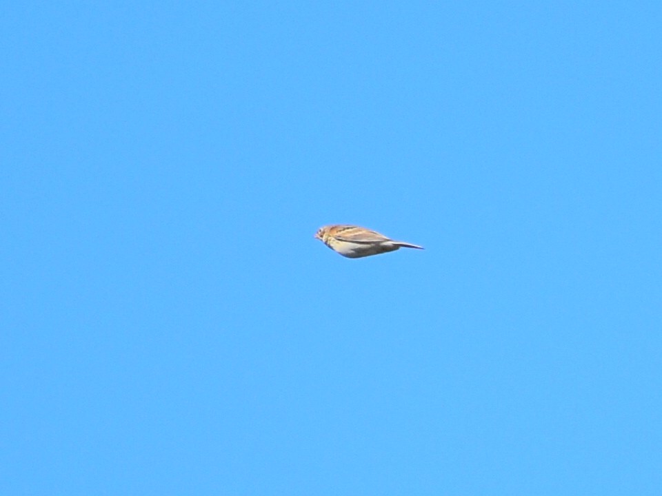 Lark Sparrow - ML642388229
