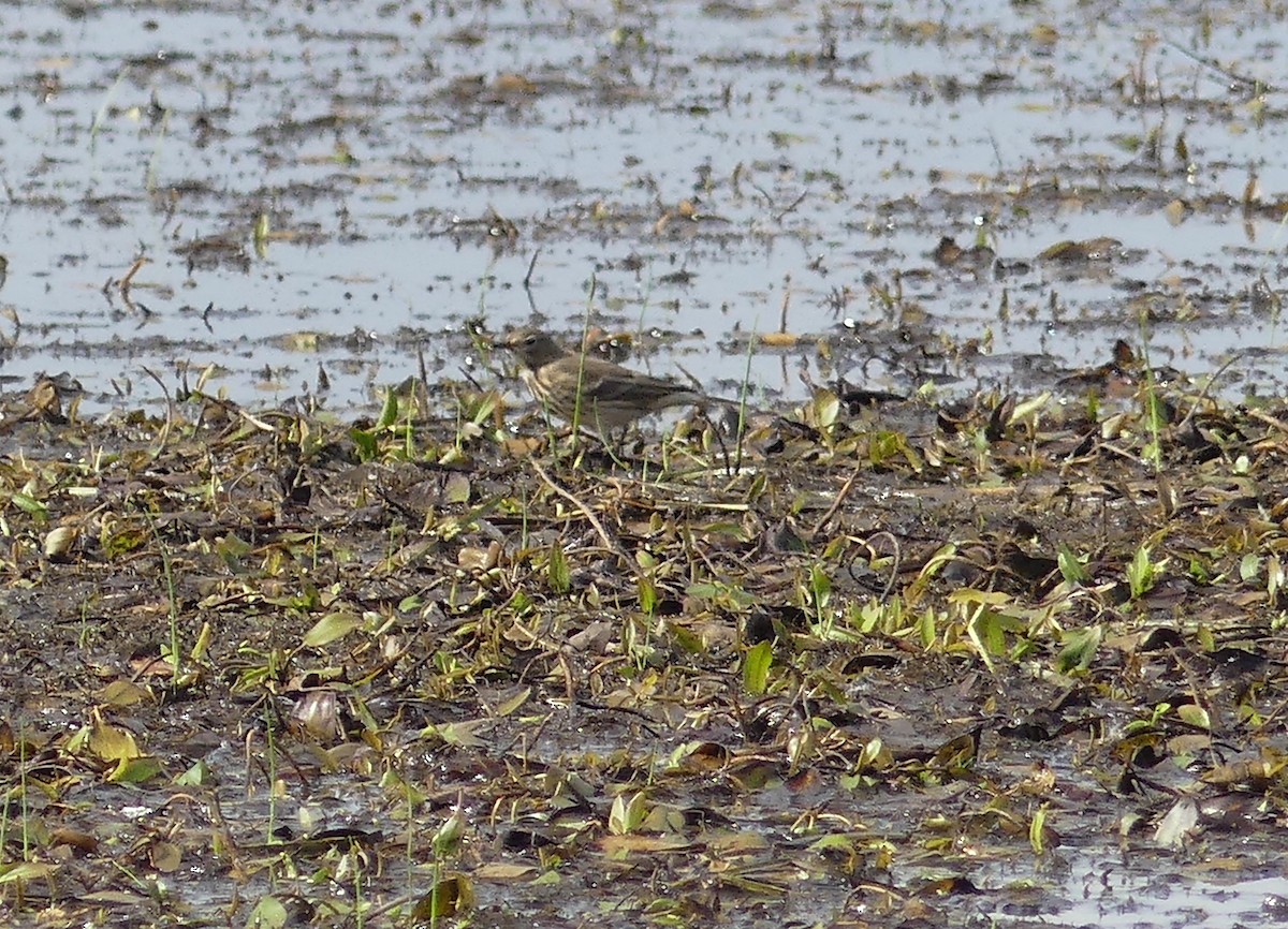 American Pipit - ML642388230