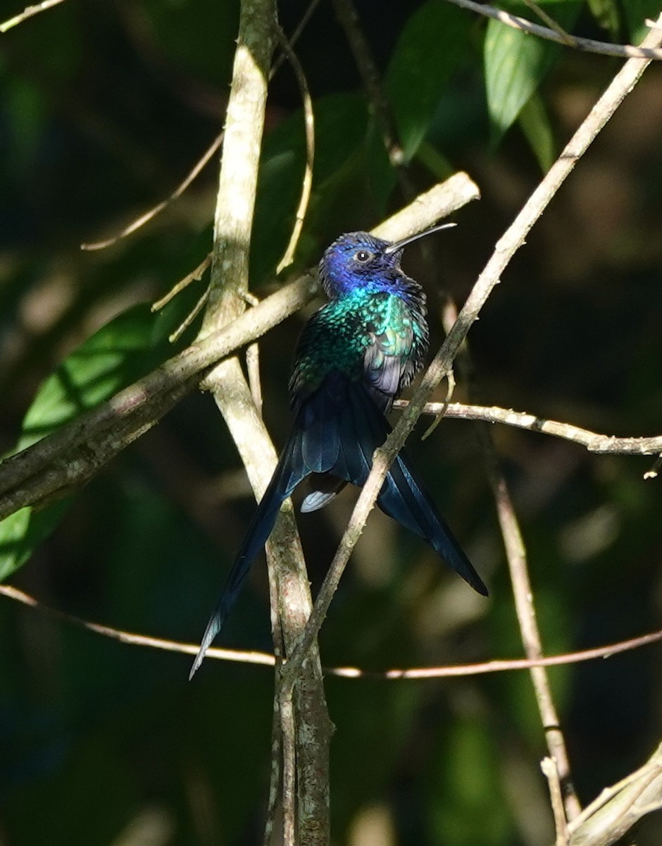 Swallow-tailed Hummingbird - ML642388231