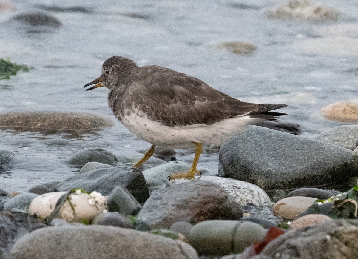 Surfbird - ML642388232