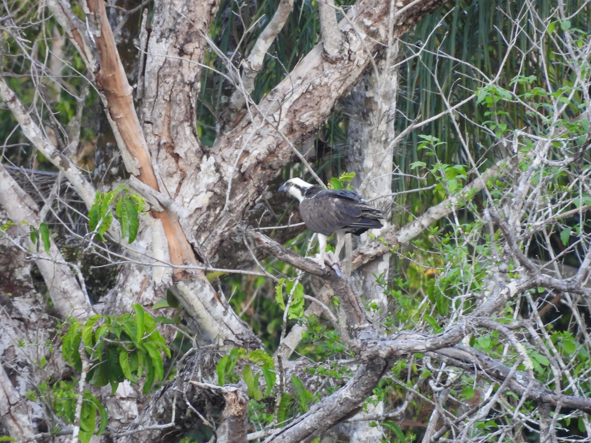 Osprey - ML642388233