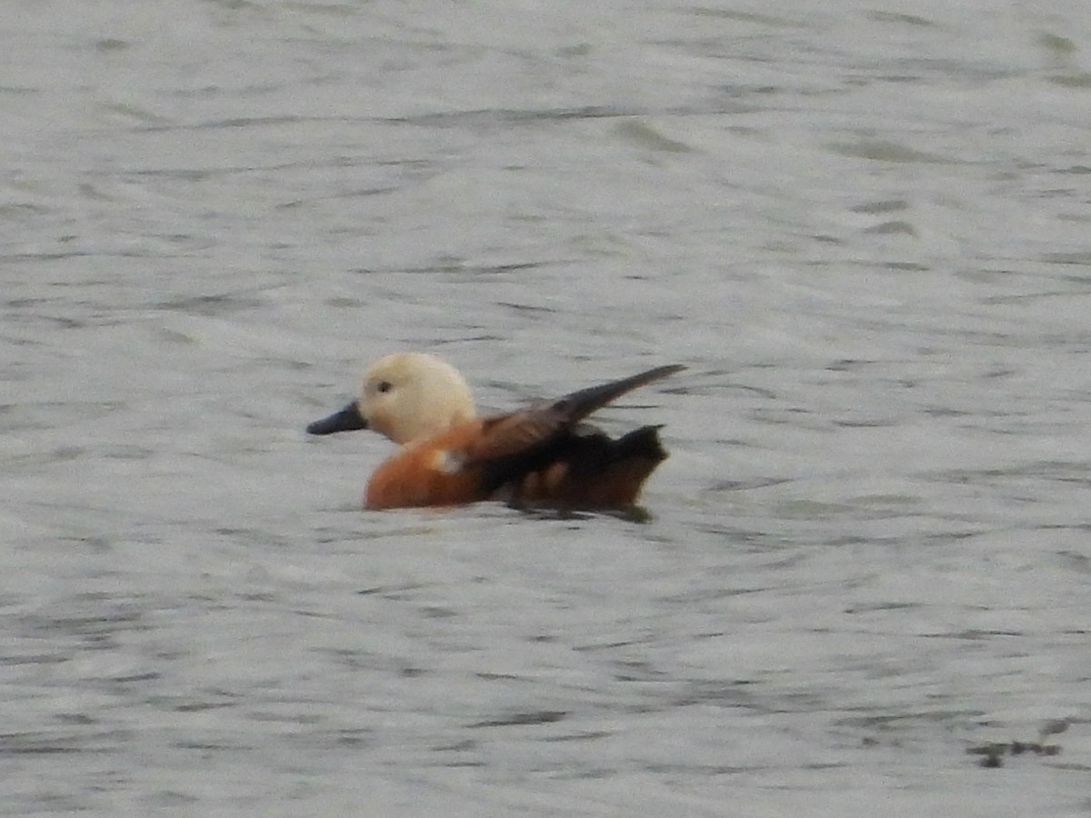 Ruddy Shelduck - ML642388236