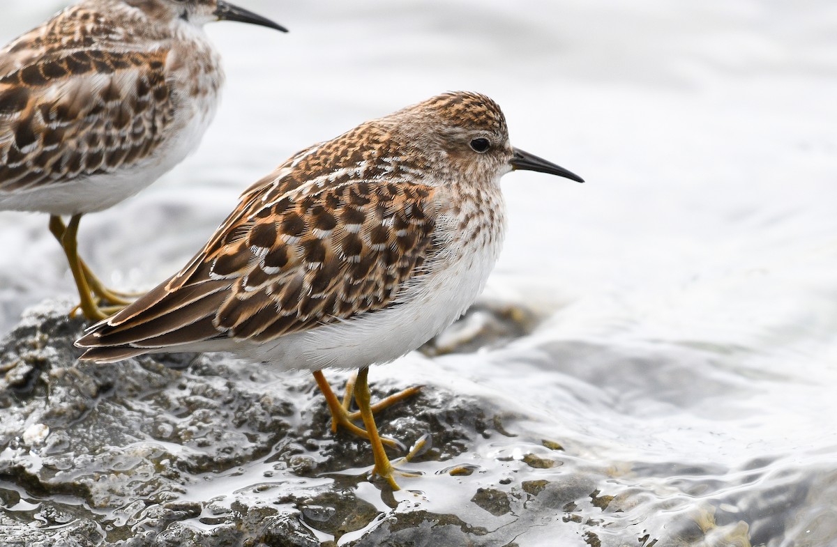 Least Sandpiper - ML642388238