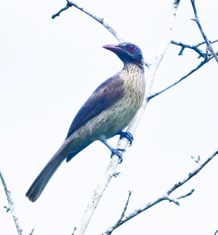 Brown Oriole - ML642388252