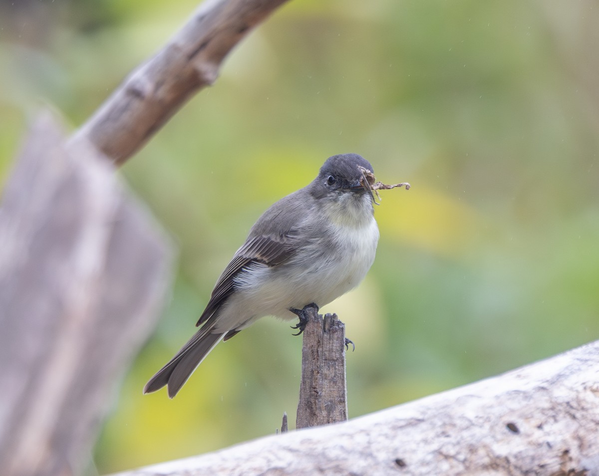 Eastern Phoebe - ML642388262