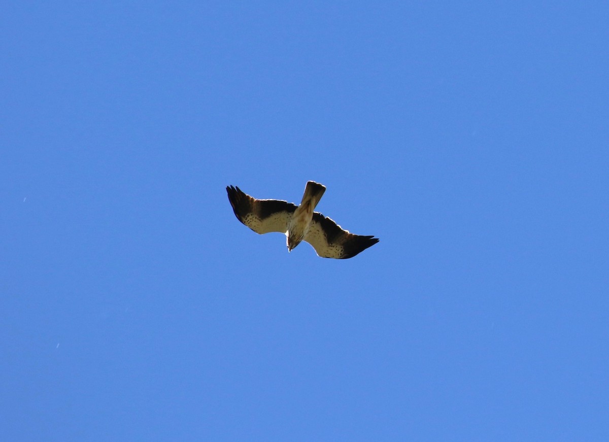 dvergørn - ML642388265