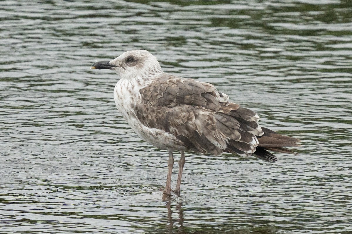 Kara Sırtlı Martı (intermedius/graellsii) - ML642388272