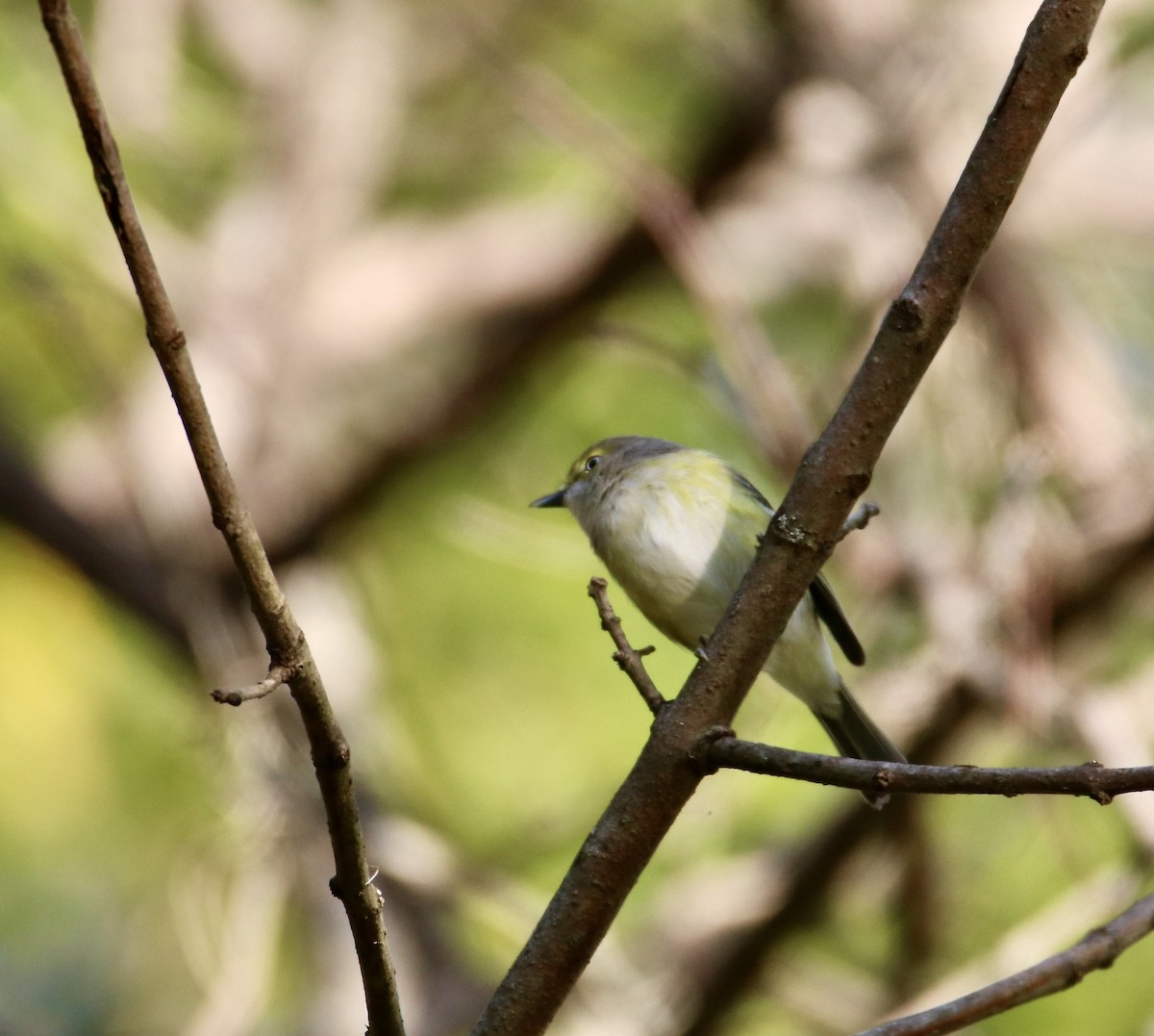 hvitøyevireo - ML642388300