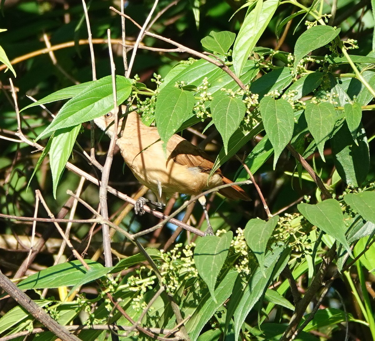Rufous Hornero - ML642388308