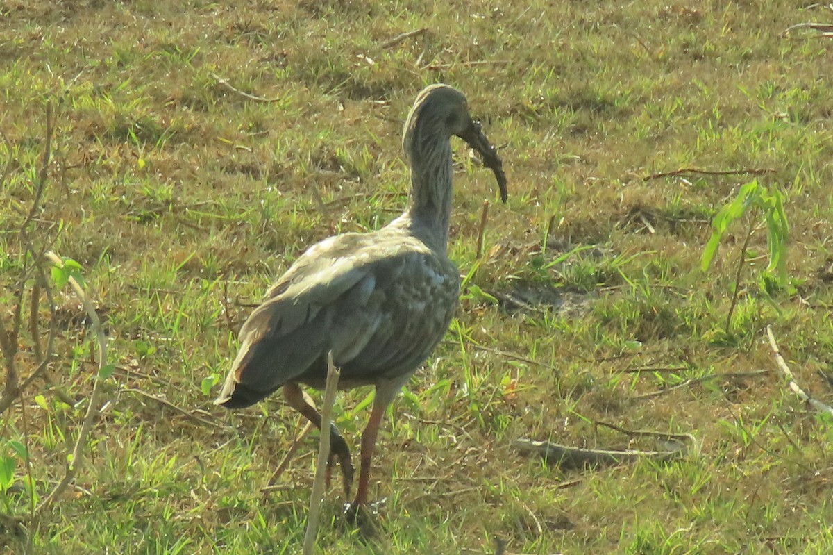 gråibis - ML642388321