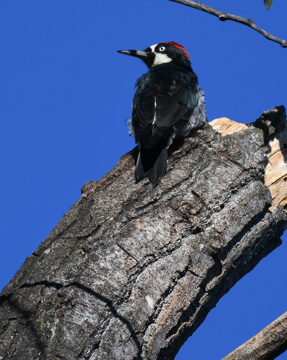 Acorn Woodpecker - ML642388331