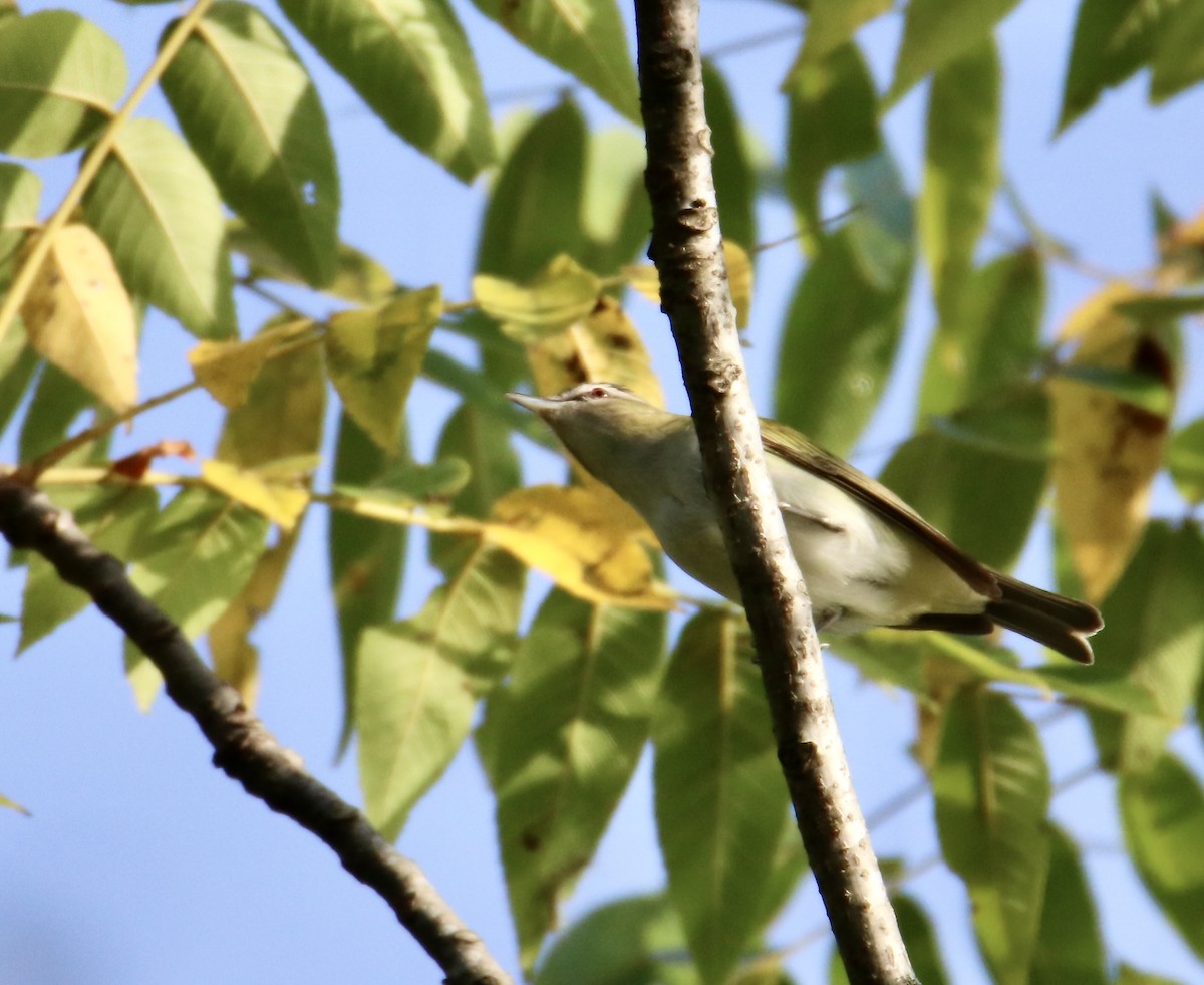 Red-eyed Vireo - ML642388352