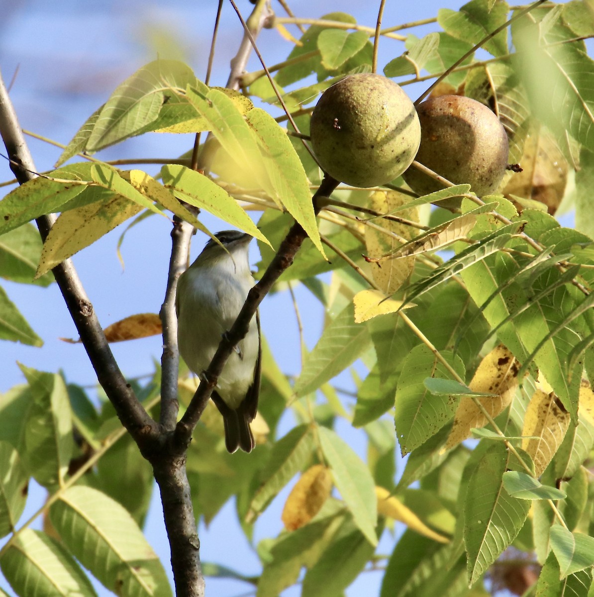 Red-eyed Vireo - ML642388353