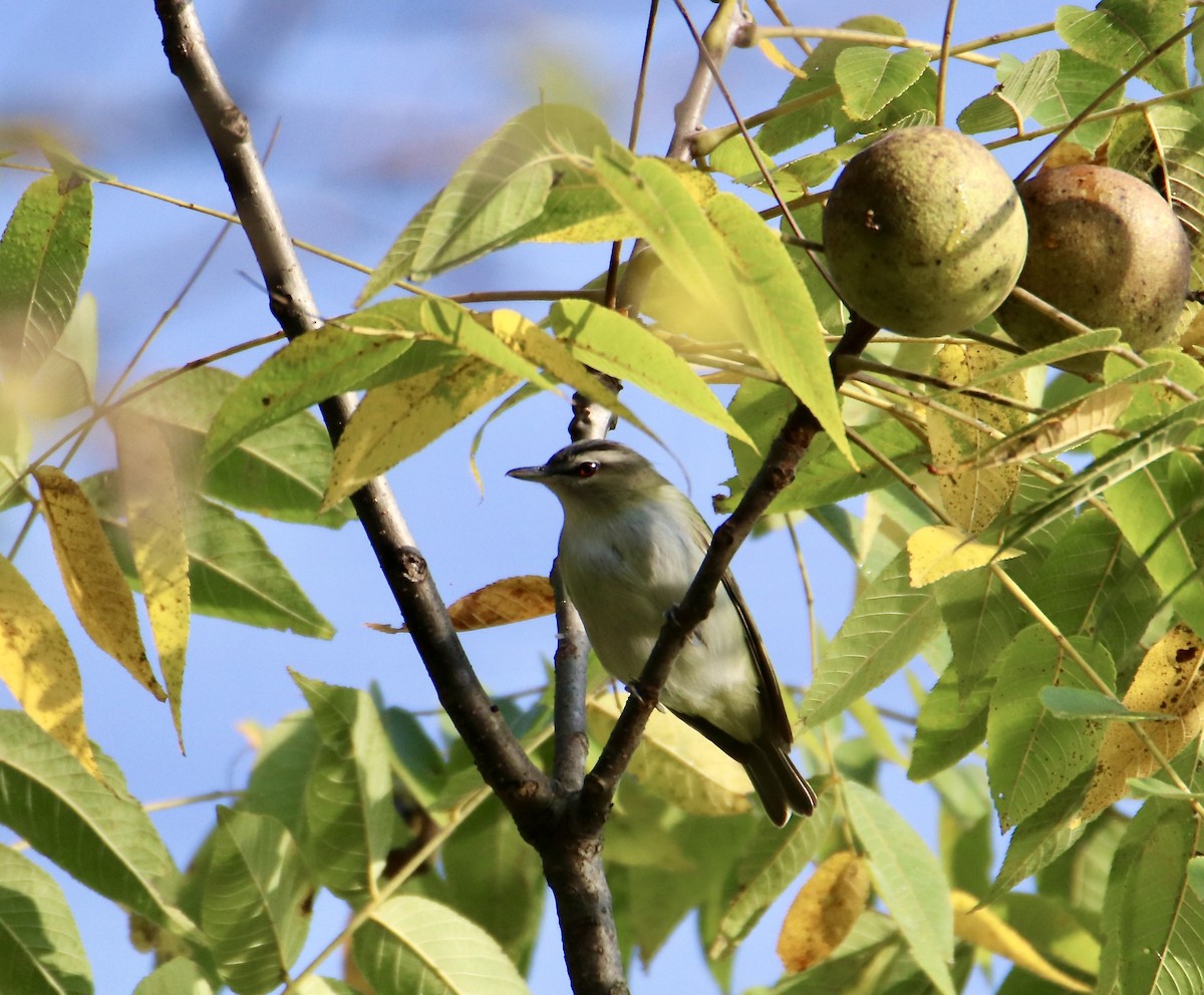 Red-eyed Vireo - ML642388354