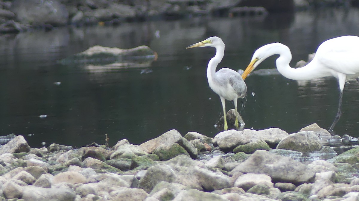heron sp. - ML642388402