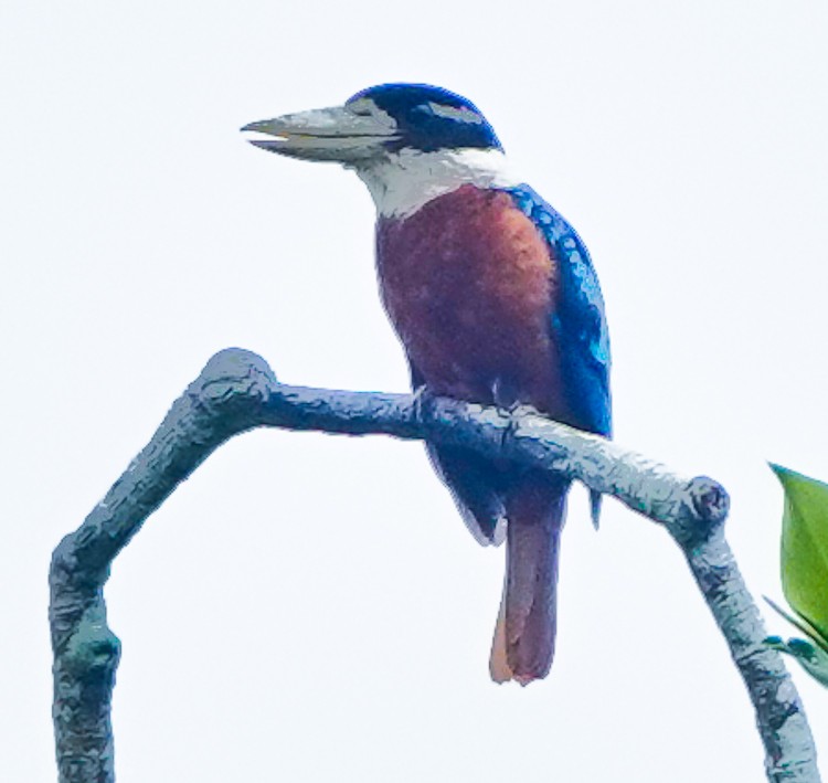 Rufous-bellied Kookaburra - ML642388403