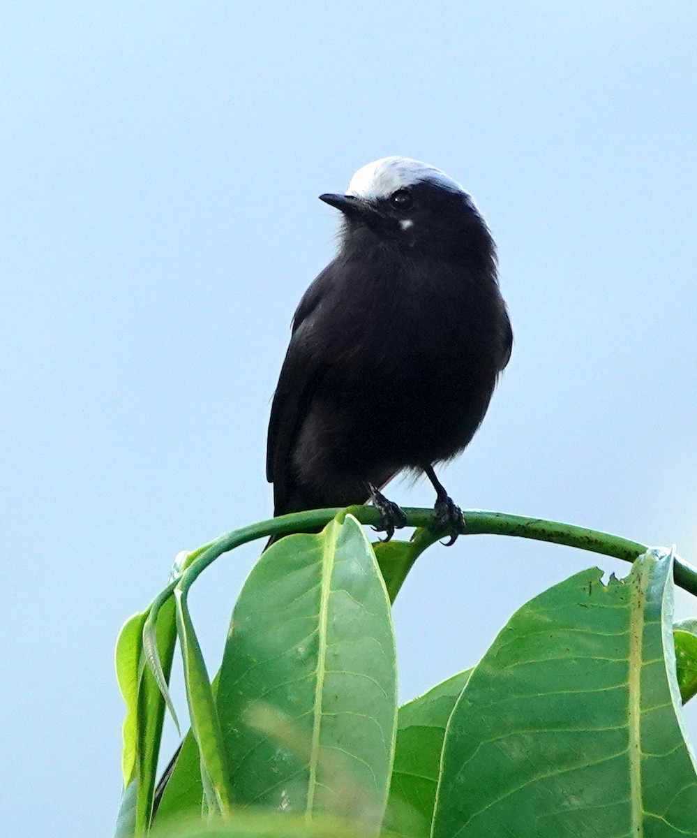 Long-tailed Tyrant - ML642388404