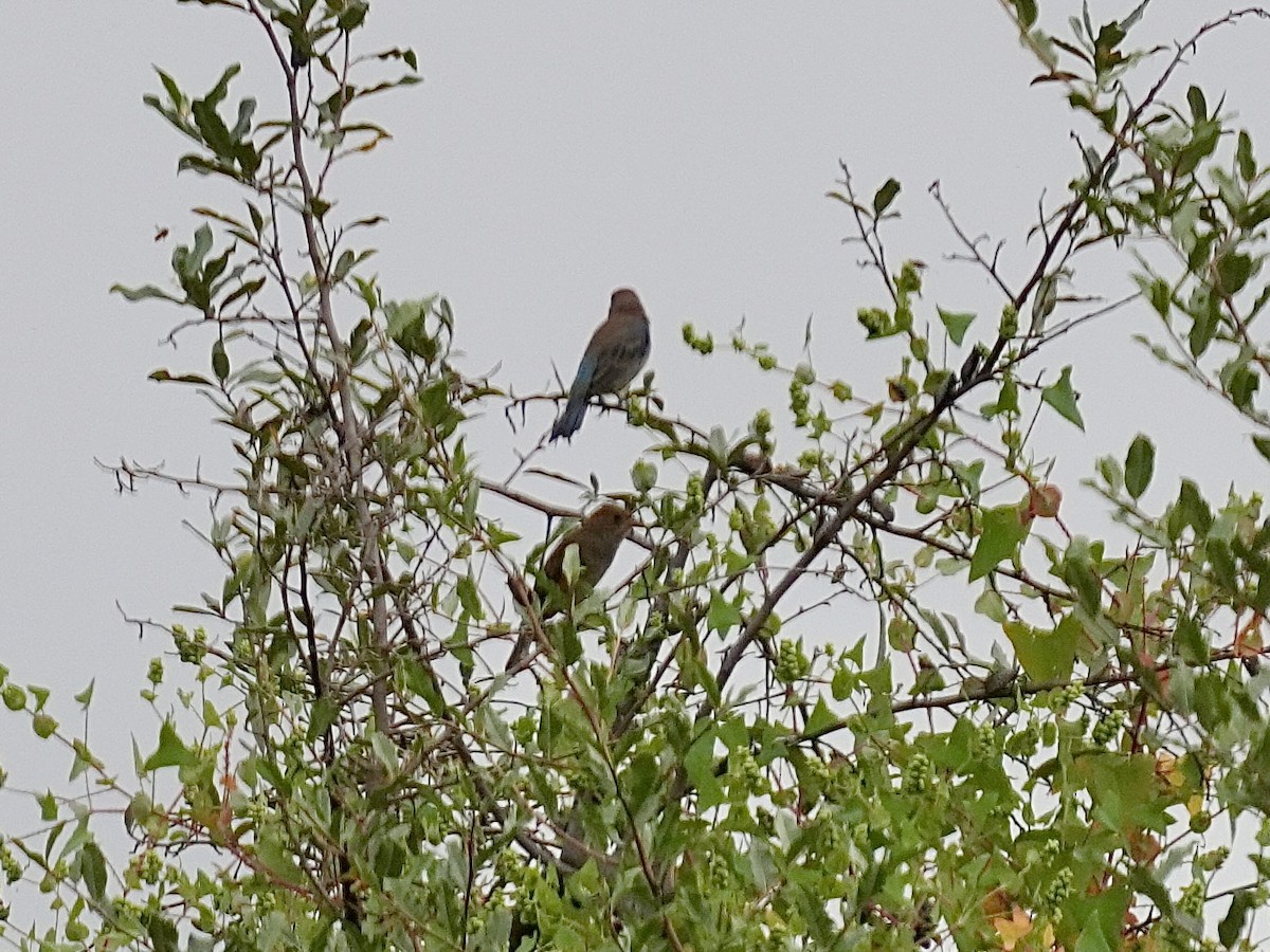Blue Grosbeak - ML642388405