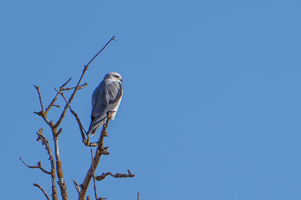 Black-winged Kite - ML642388406
