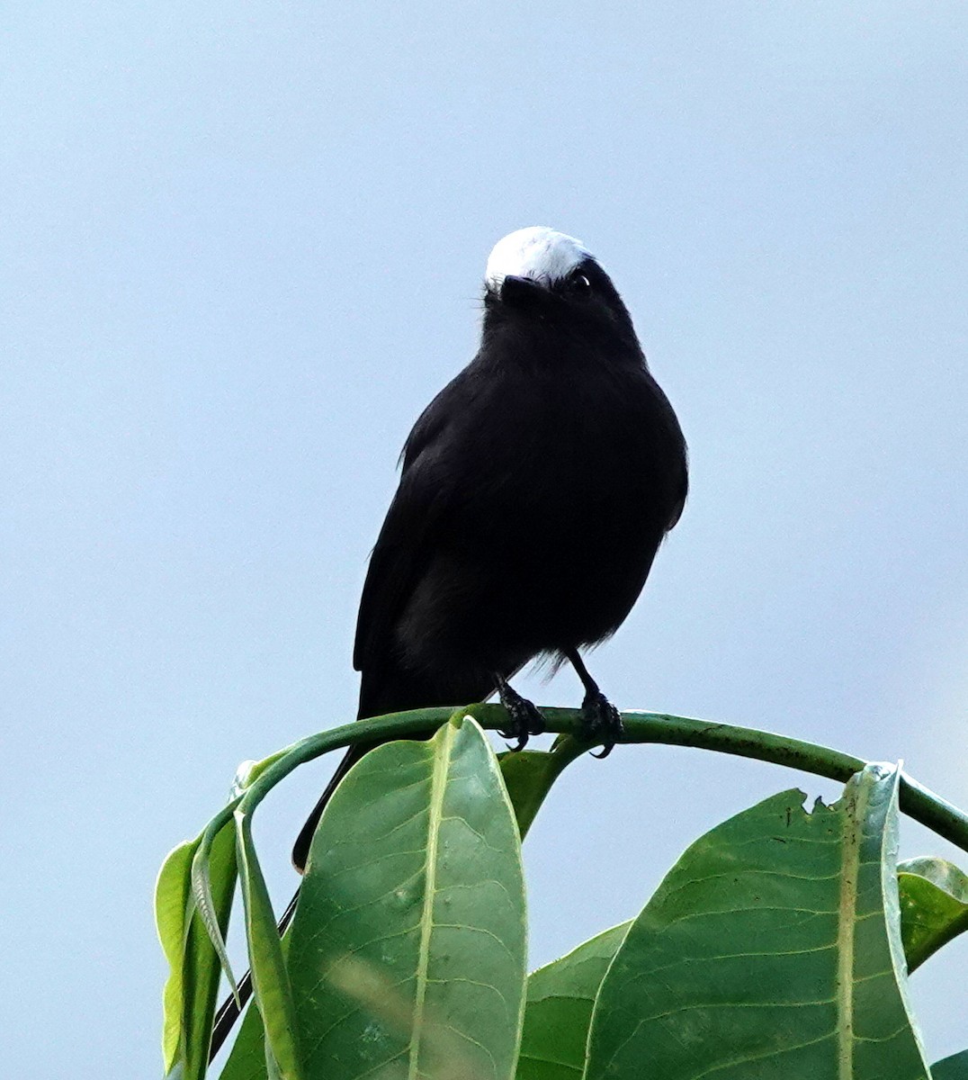 Long-tailed Tyrant - ML642388407