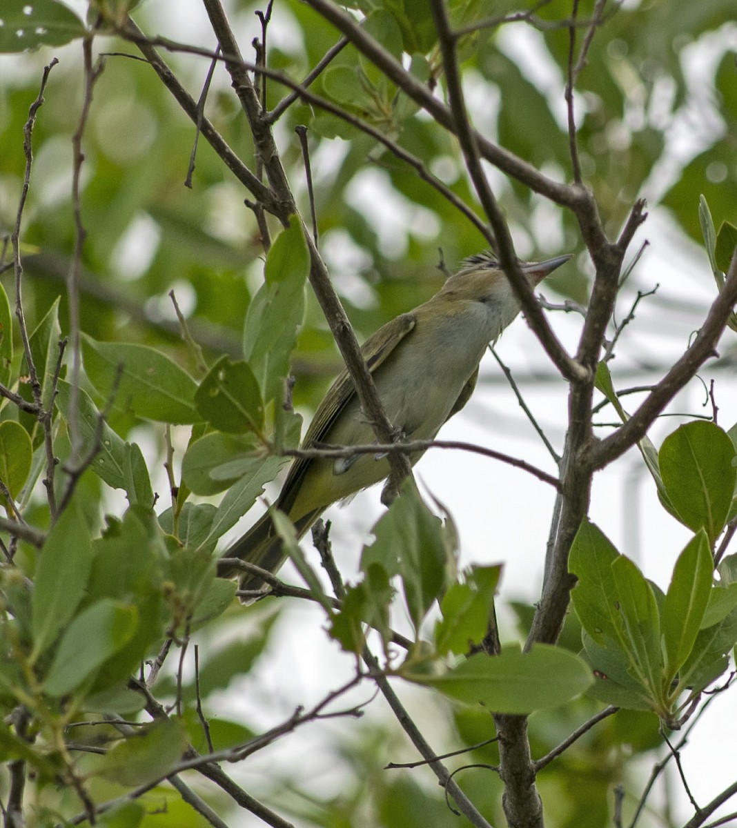 Red-eyed Vireo - ML642388413