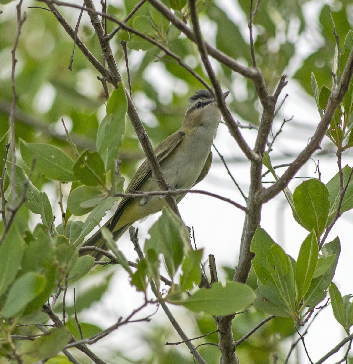 Red-eyed Vireo - ML642388414