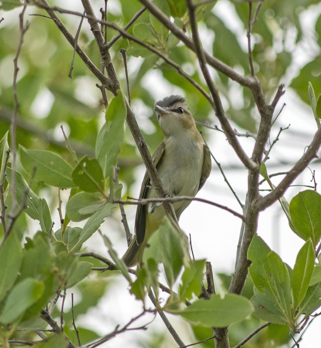 Red-eyed Vireo - ML642388415