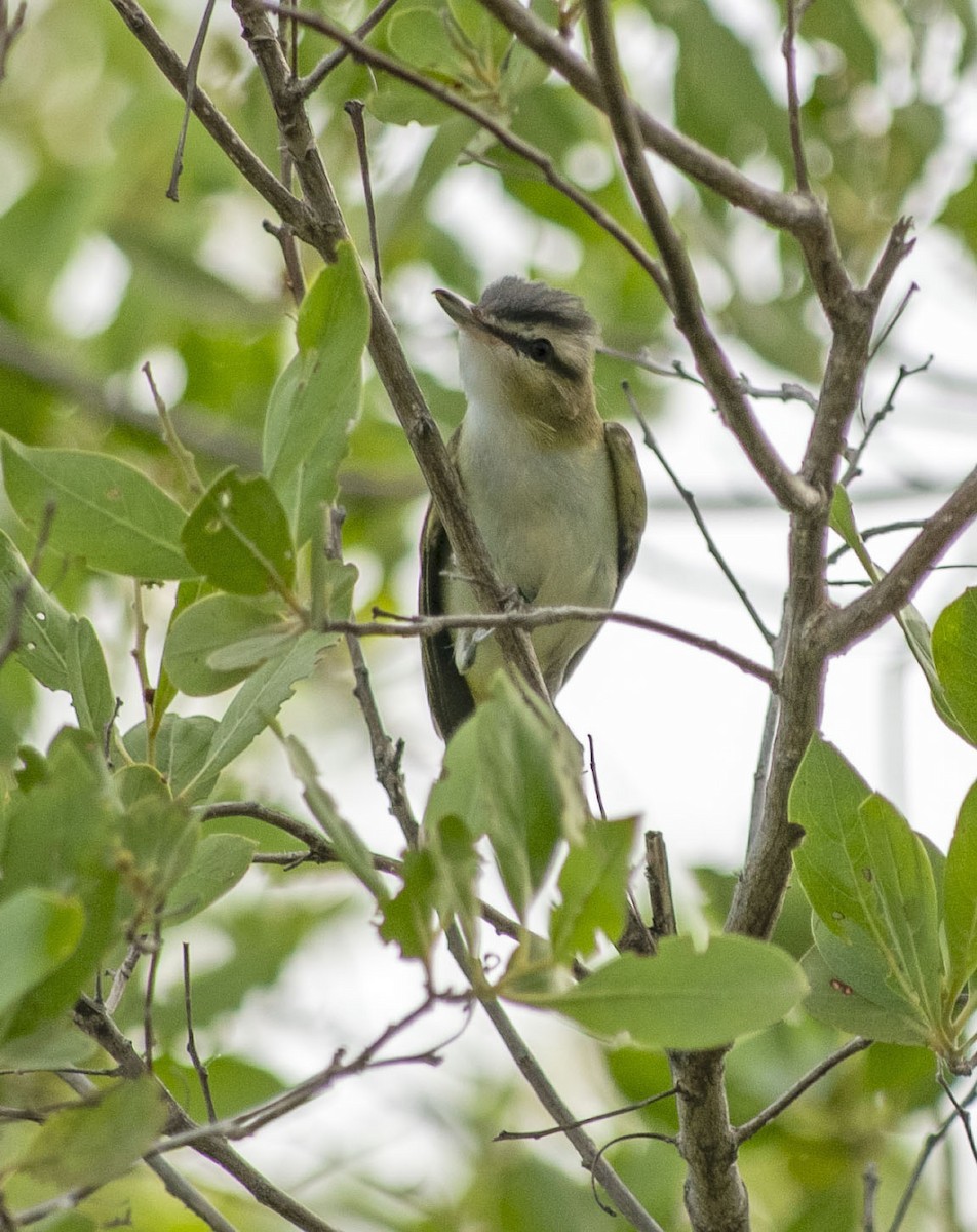 Red-eyed Vireo - ML642388416