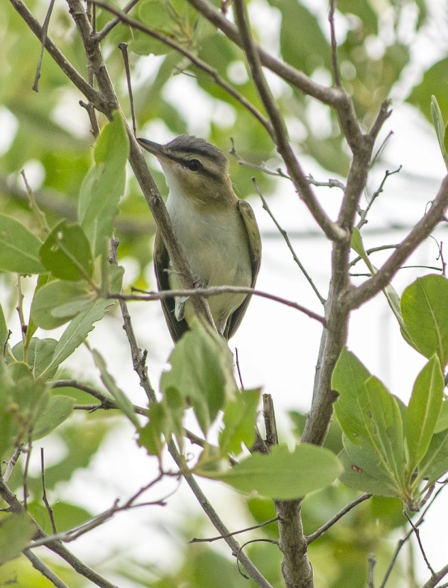 Red-eyed Vireo - ML642388417