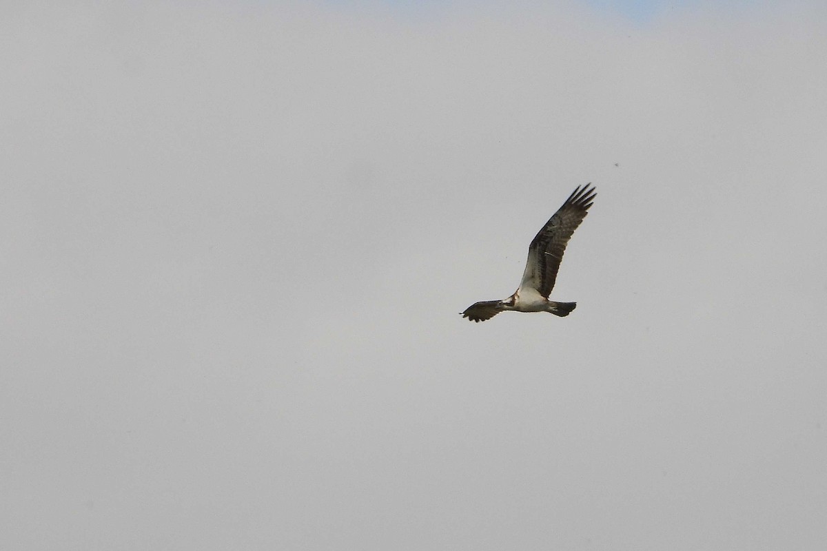 Osprey - ML642388419