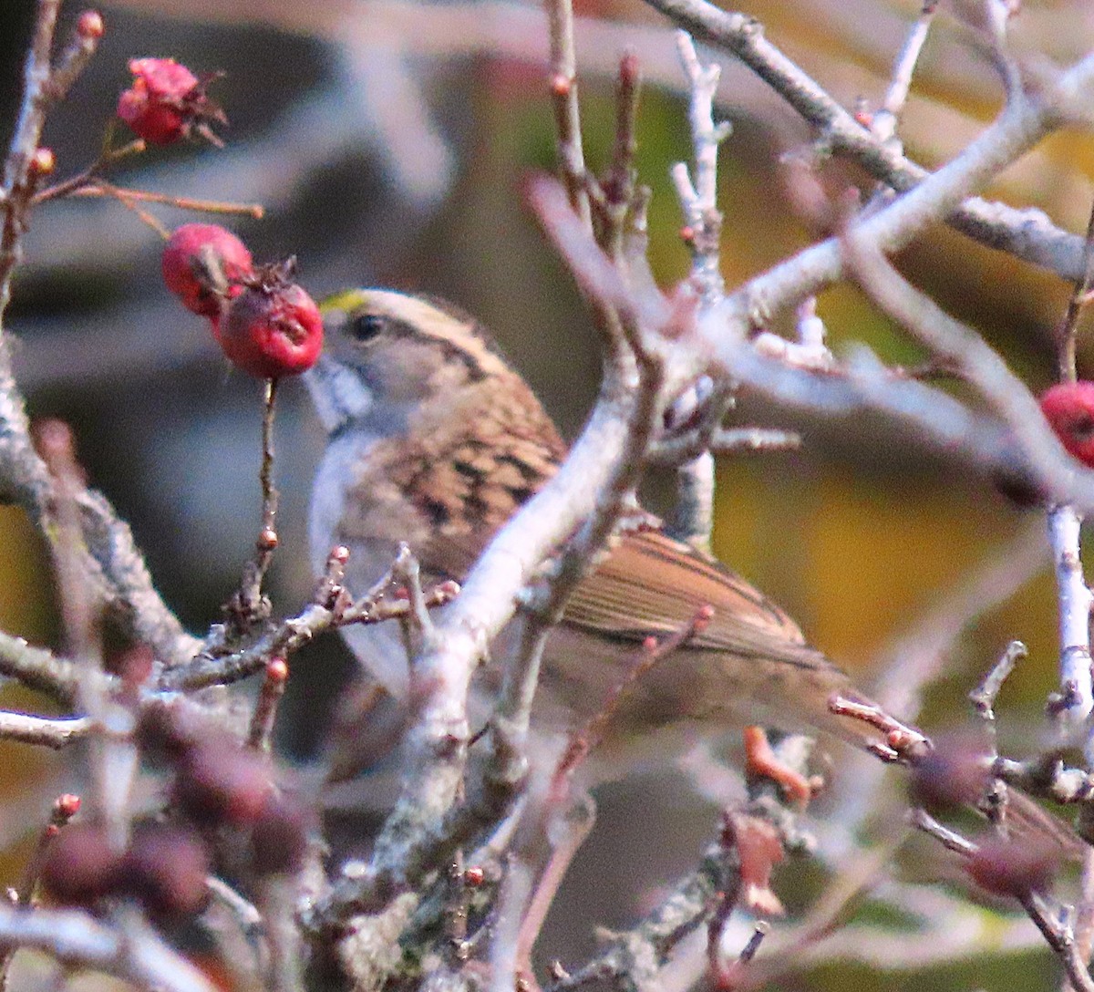 White-throated Sparrow - ML642388420