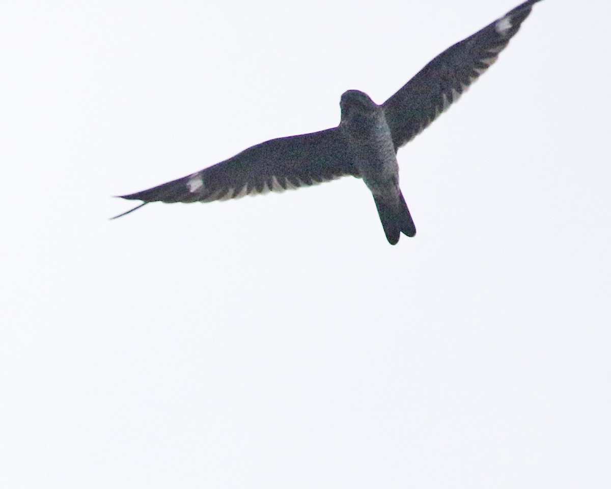 Common Nighthawk - ML642388423