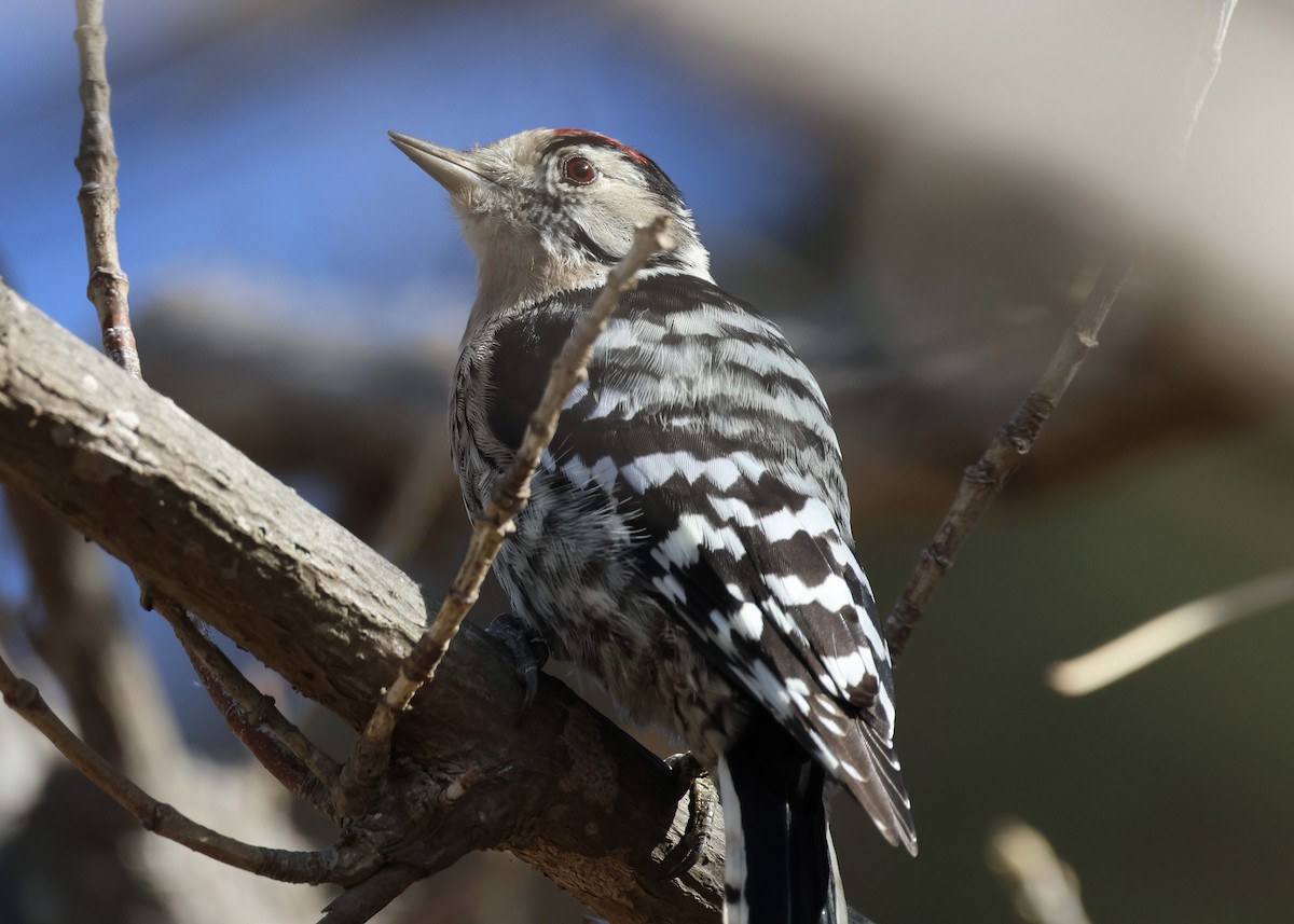 Lesser Spotted Woodpecker - ML642388426