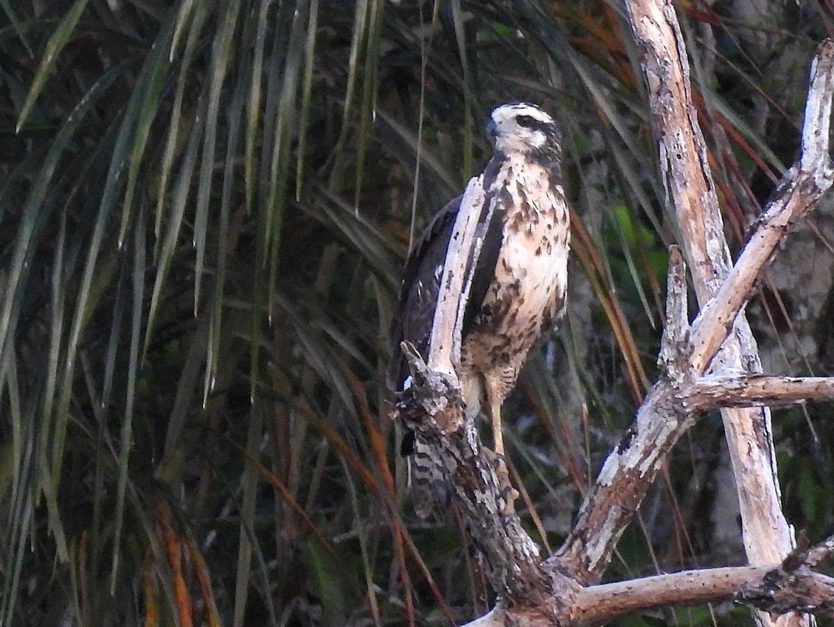 Great Black Hawk - ML642388432