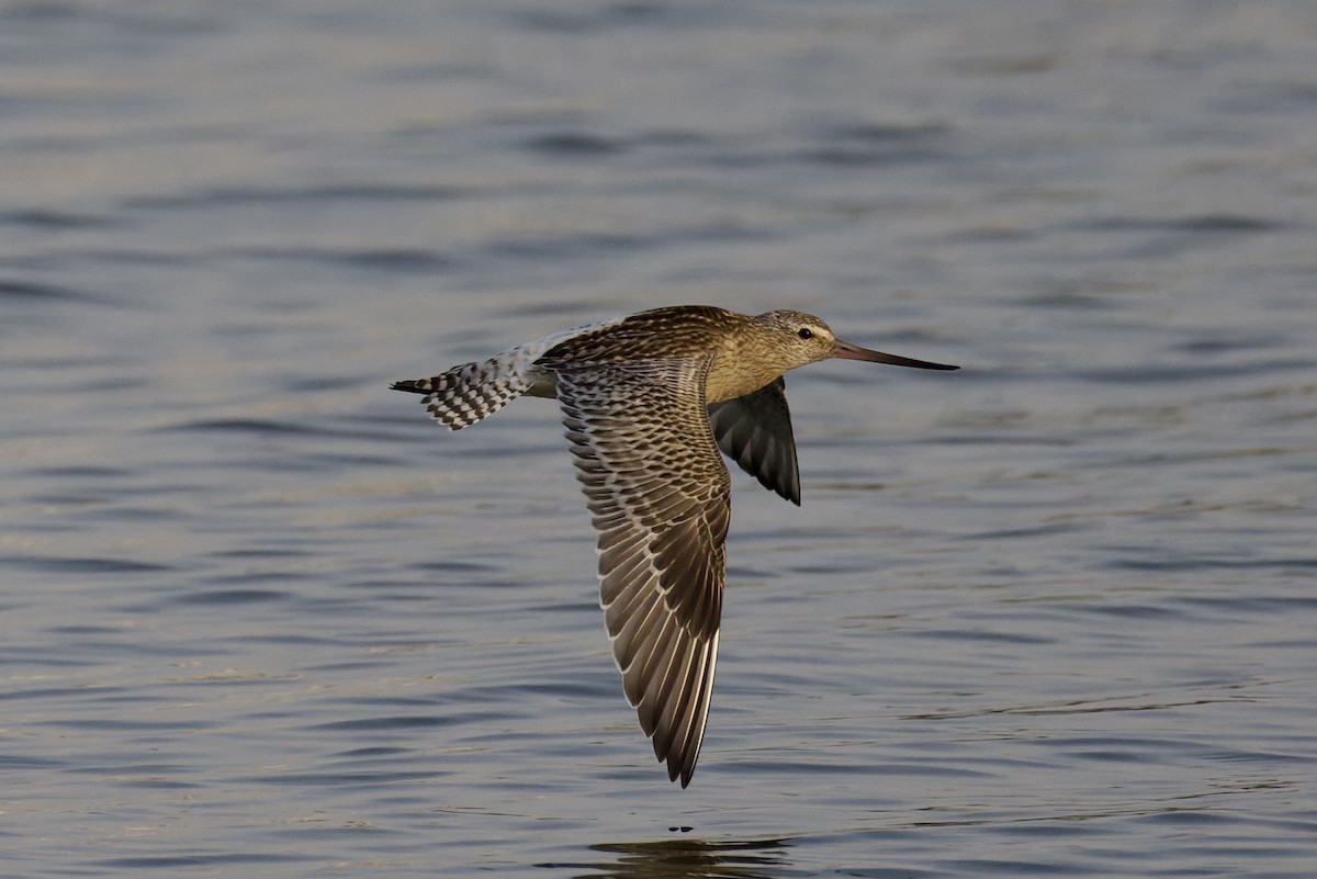 Bar-tailed Godwit - ML642388435