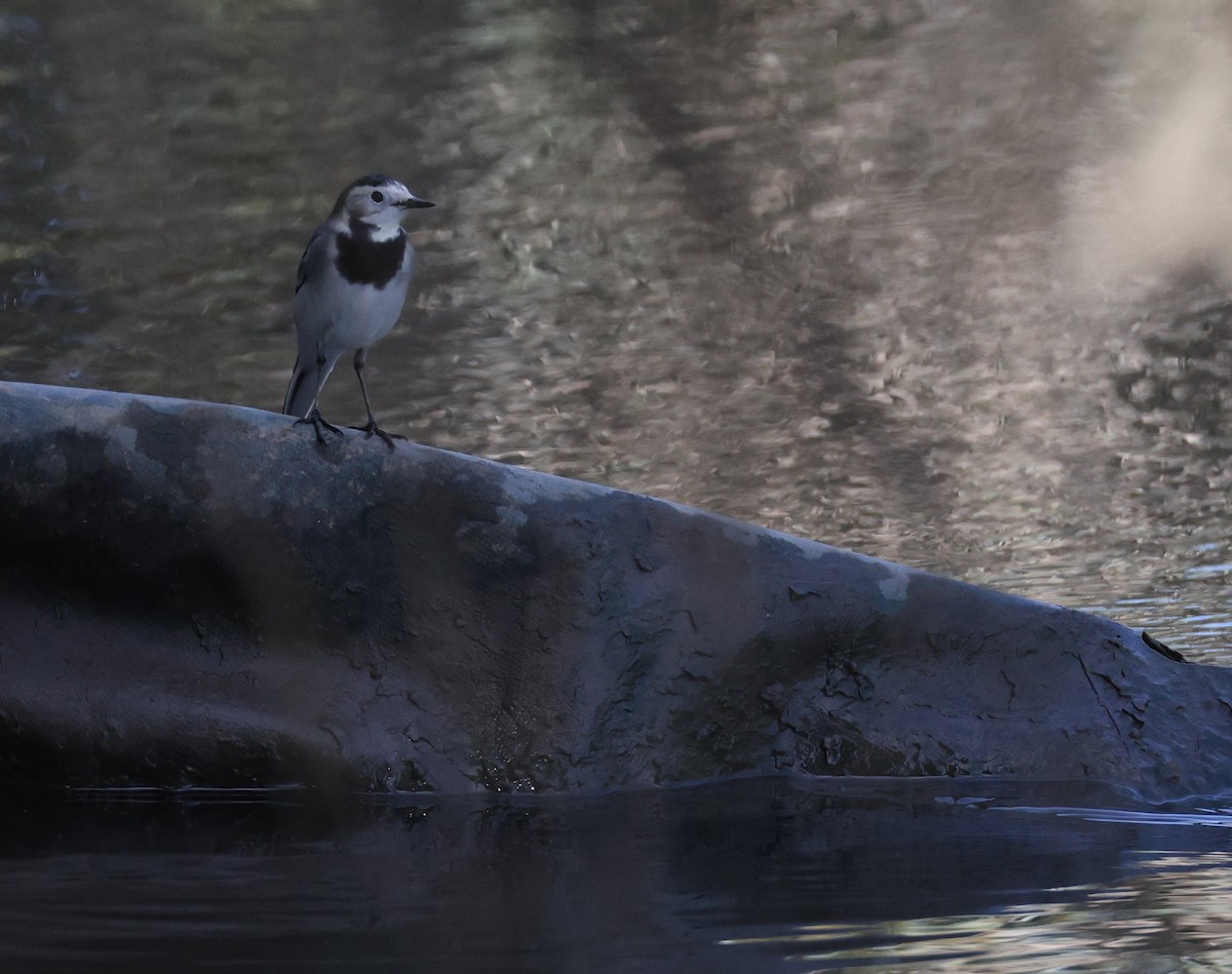 Gray Wagtail - ML642388436