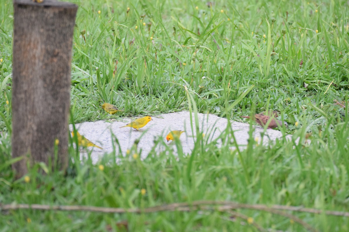 Saffron Finch - ML642388440