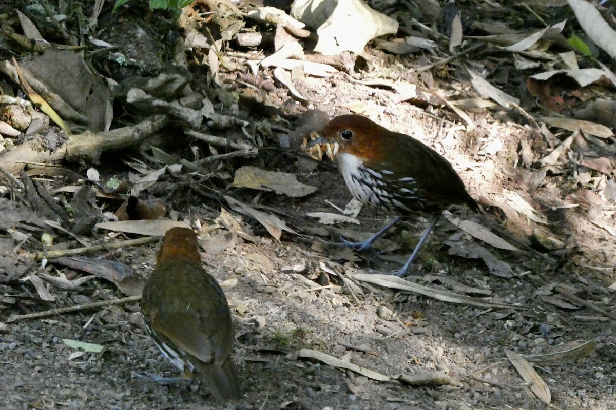 Chestnut-crowned Antpitta - ML642388450