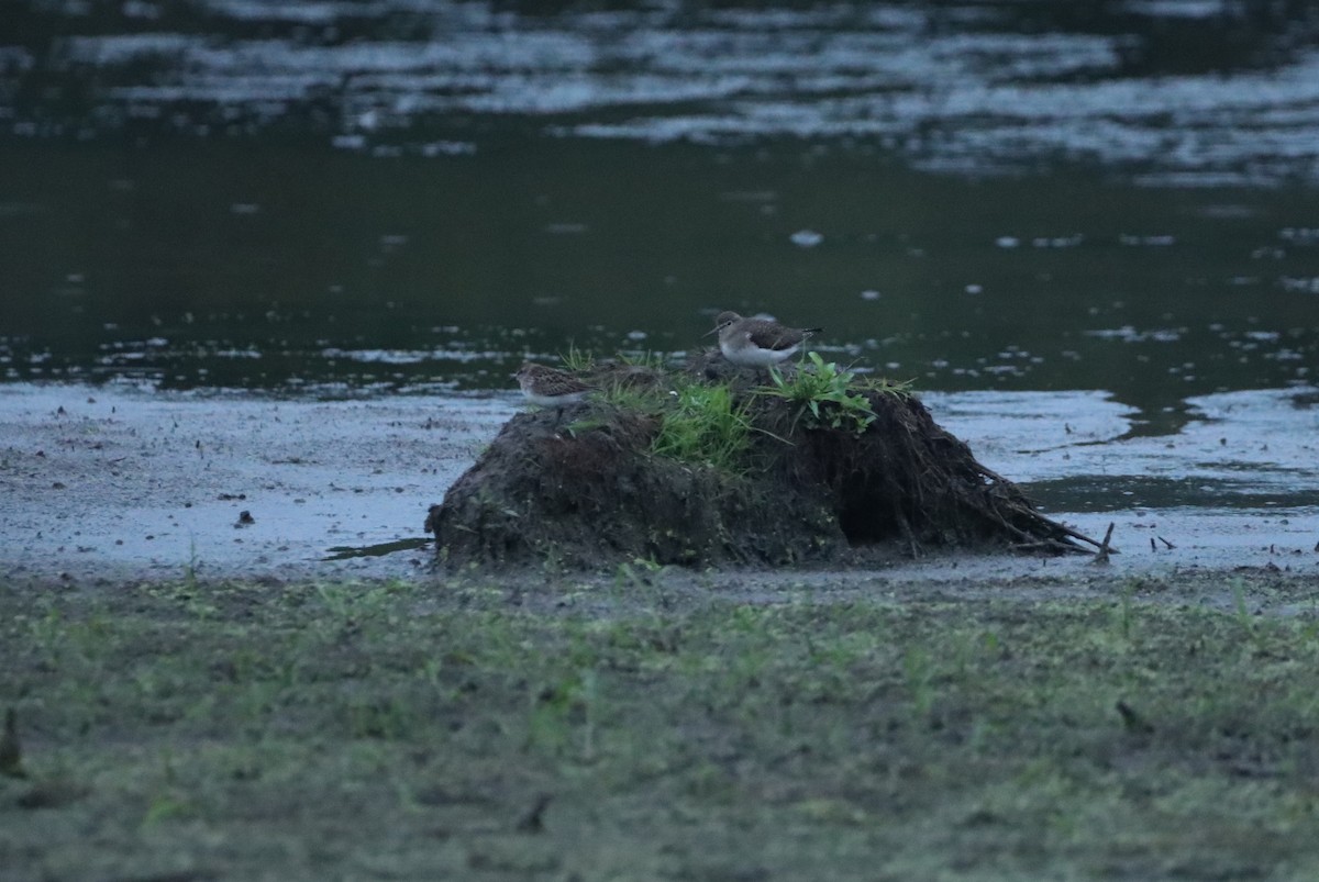 Least Sandpiper - ML642388461