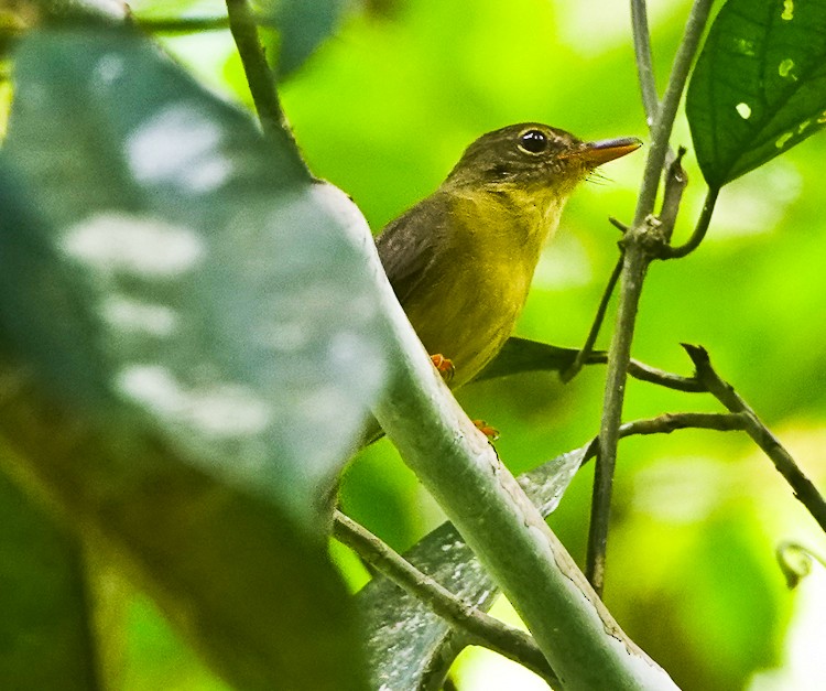 Olive Flyrobin - ML642388483