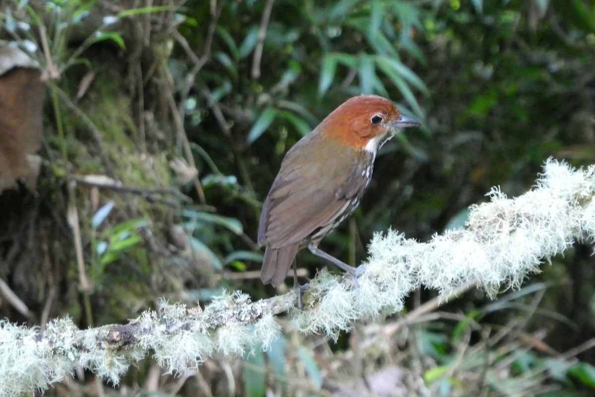 Chestnut-crowned Antpitta - ML642388487