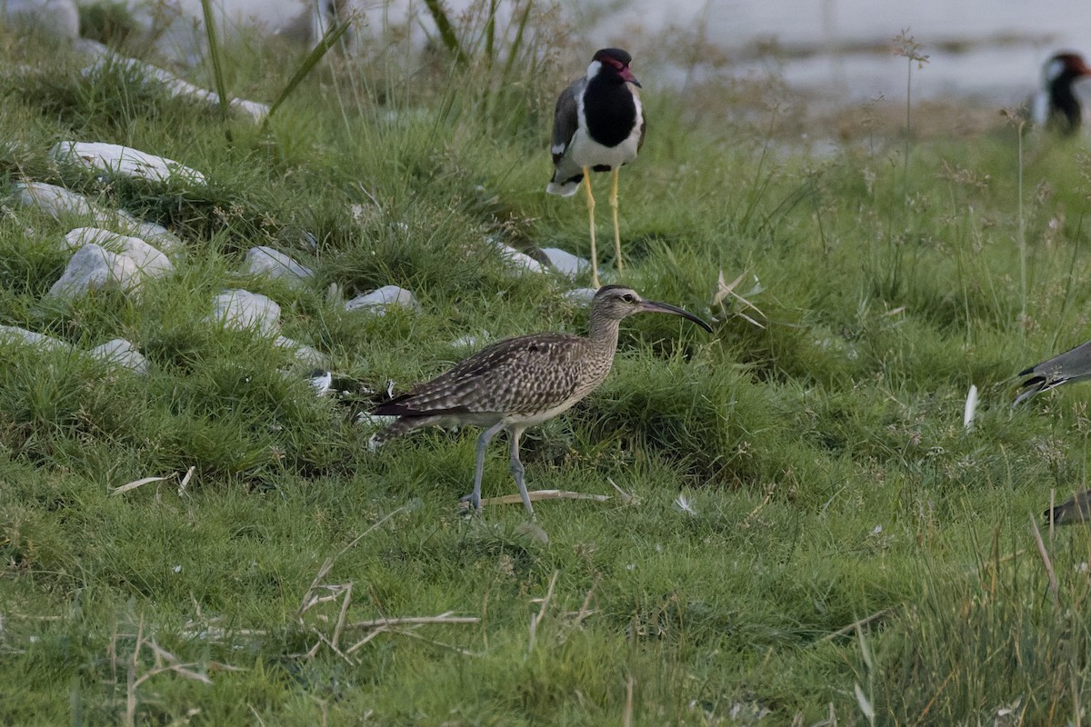 Whimbrel - ML642388490