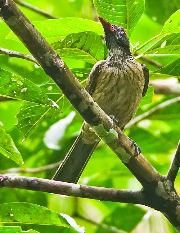 Brown Oriole - ML642388493