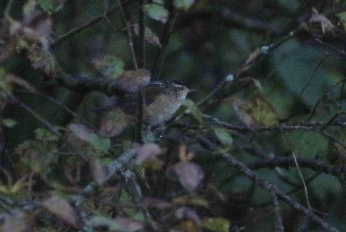 Marsh Wren - ML642388499
